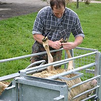 Schaf - Pflegestand, Klauenstand für Schafe. Stand d'accueil, stand de griffes pour moutons